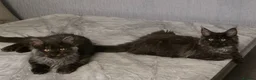 Maine Coon cats for sale: 🩷 Maine coon smokey black girls 🩷 - Advert 6