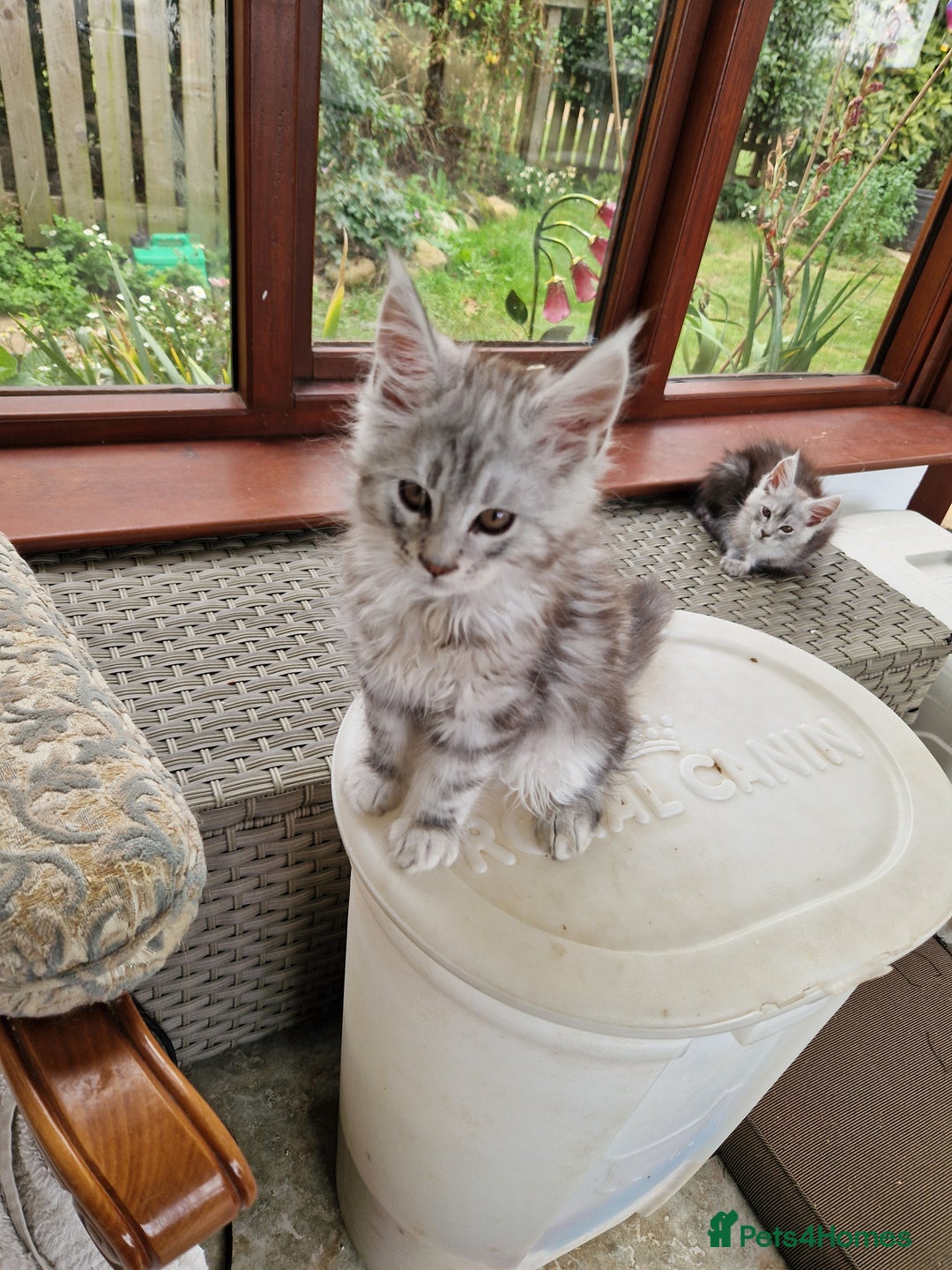 Maine Coon cats for sale: Beautiful maine coon kittens  - Image 6