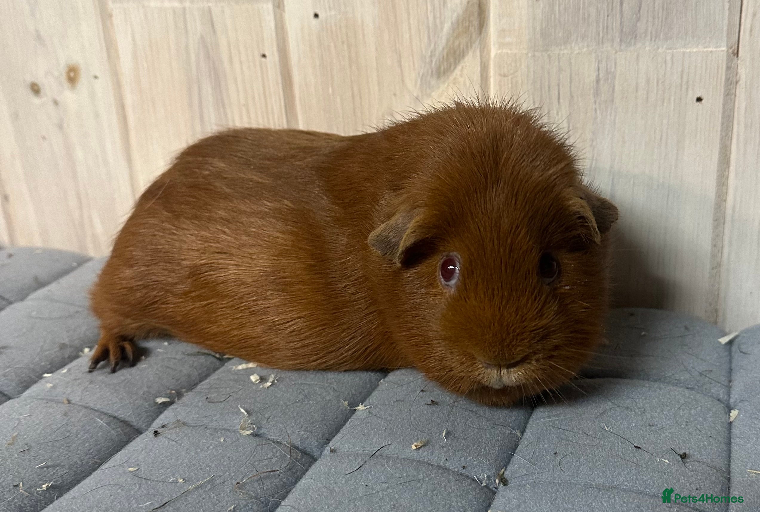 Guinea Pig rodents Four beautiful girls available  - Advert 4