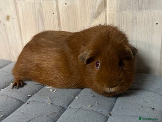 Guinea Pig rodents Four beautiful girls available - Advert 4