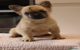 French Bulldog dogs for sale: Fluffy French bulldogs  - Image 5