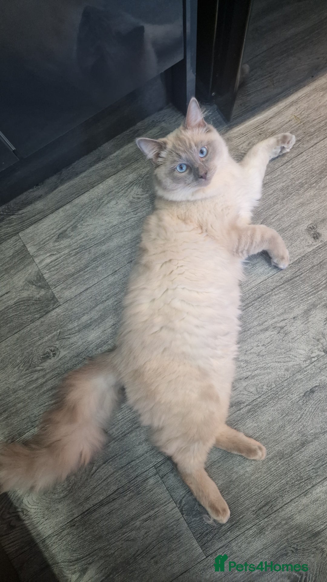 Ragdoll cats for sale: Male ragdoll kitten - Advert 1