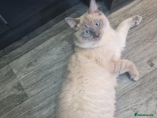 Ragdoll cats Male ragdoll kitten - Advert 3