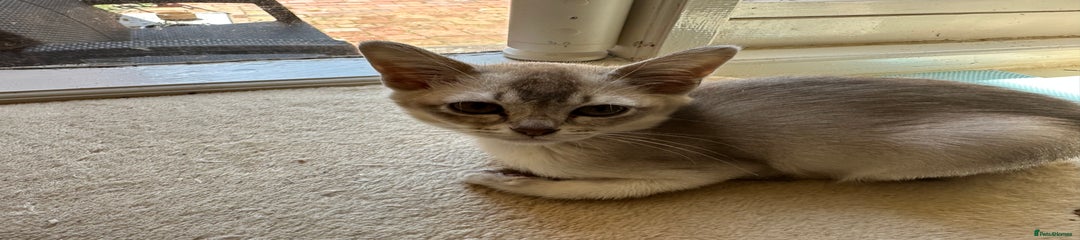 Burmilla Kitten 3