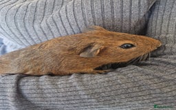 Guinea Pig rodents for sale: Guinea pig boars  - Image 2