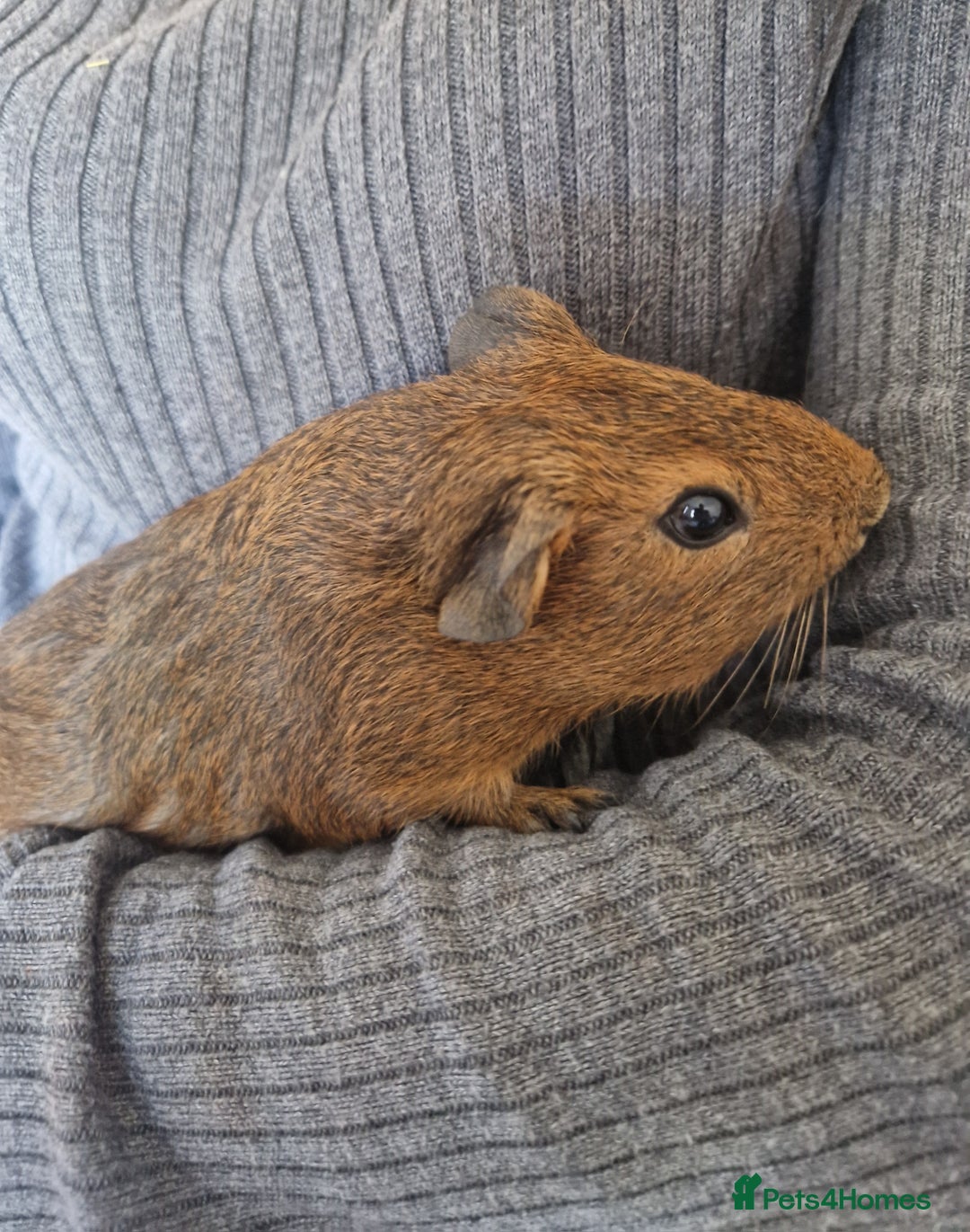 Guinea Pig rodents for sale: Guinea pig boars  - Image 2