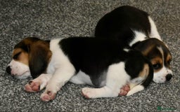 Beagle dogs for sale: Beautiful Beagle Puppies - Image 9