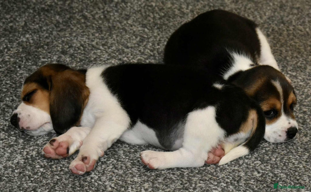Beagle dogs for sale: Beautiful Beagle Puppies - Image 9