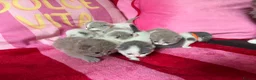 British Shorthair cats for sale: Champion Line British Shorthair Kittens 😻🥇🏆🐾 - Advert 27