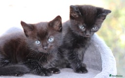 Mixed Breed cats for sale: Adorable Kittens  - Image 2