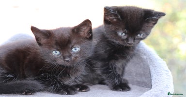 Mixed Breed cats - Advert 11