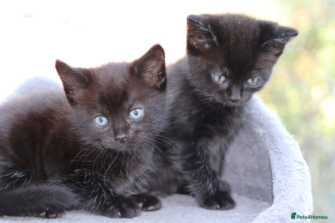 Mixed Breed cats for sale: Adorable Kittens  - Image 2