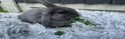 Mini Lion Lop rabbits for sale: Mini lop/lion head baby bunnies in Basildon - Advert 4