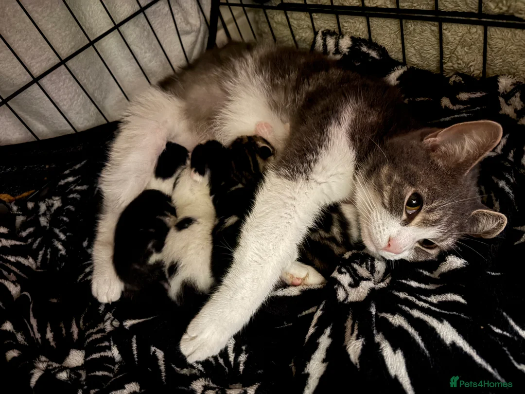 Domestic Shorthair cats for sale: Four kittens for sale in Guildford - Advert 1