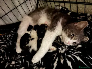 Domestic Shorthair cats Four kittens for sale - Advert 18