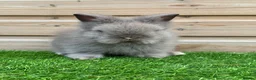 Lionhead rabbits for sale: Beautiful Double Maned Lionheads - Advert 3