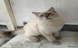 Ragdoll cats for sale: GCCF full pedigree ragdoll kittens  - Image 2