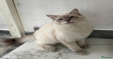 Ragdoll cats - Advert 3