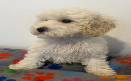 Cavapoo dogs for sale: 🐾 Beautiful F1B Cavapoo Puppies — Ready Now 🐾 - Image 7