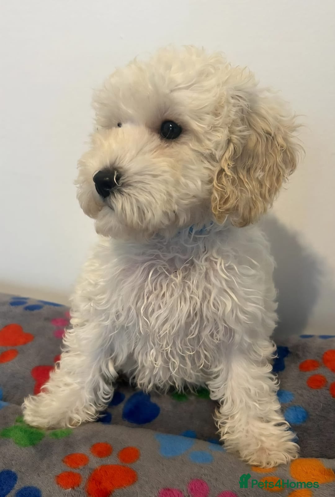 Cavapoo dogs for sale: 🐾 Beautiful F1B Cavapoo Puppies — Ready Now 🐾 - Image 7