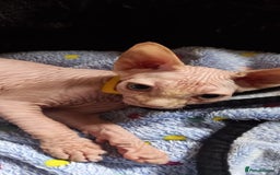 Sphynx cats for sale: 5 Adorable Sphynx Kittens for sale! - Image 21