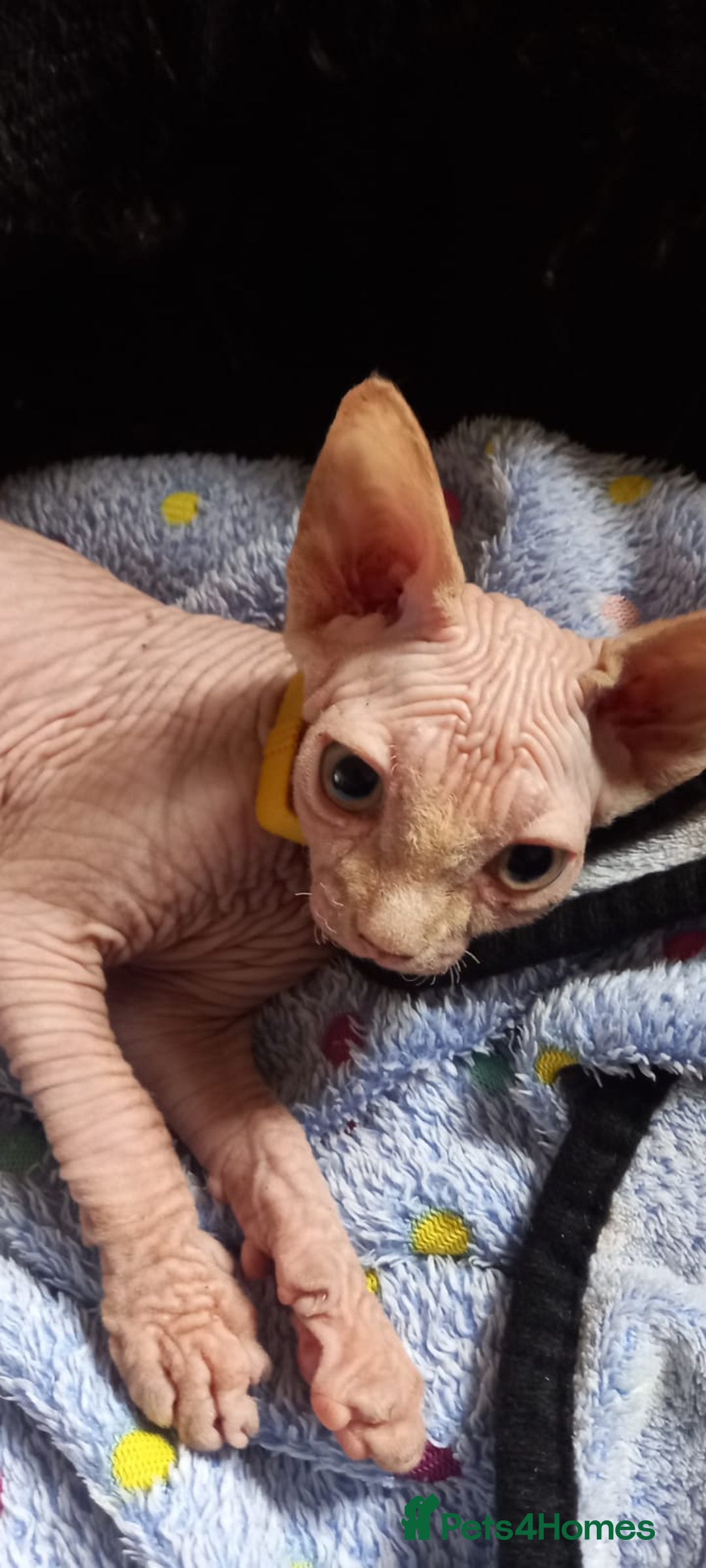 Sphynx cats for sale: 5 Adorable Sphynx Kittens for sale! - Image 21