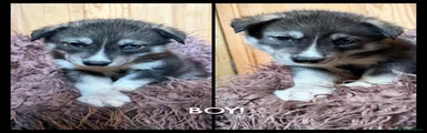 Siberian Husky 3