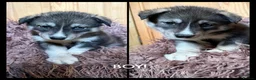 Siberian Husky dogs for sale: ​Gorgeous Siberian Husky Puppies in Peterborough - Advert 7
