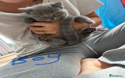 British Longhair cats for sale: British longhair kittens ready for 🏠 now - Image 10