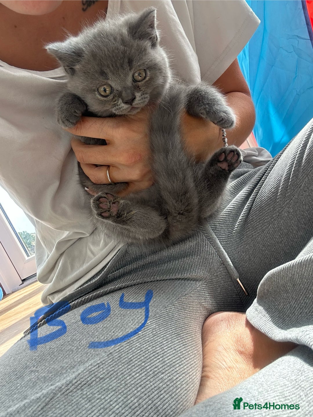 British Longhair cats for sale: British longhair kittens ready for 🏠 now - Image 10