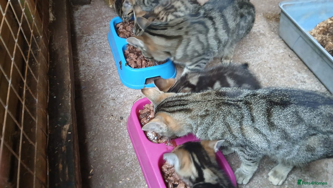 Mixed Breed cats for sale: Beautiful farm kittens  - Image 1
