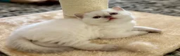 British Shorthair cats for sale: 🐾💙Beautifully Stunning GCCF BSH Kittens💙🐾 - Advert 26