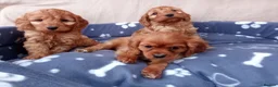 Cockapoo dogs for sale: Stunning red cockapoo/cavapoo puppies  in Coventry - Advert 8