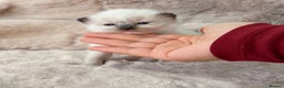 Ragdoll cats for sale: ✨ 4 Gorgeous Ragdoll Kittens ✨ - Advert 3