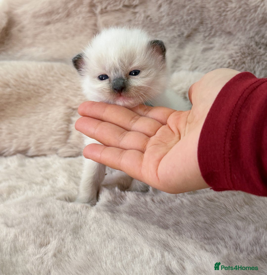 Ragdoll cats for sale: ✨ 4 Gorgeous Ragdoll Kittens ✨ - Advert 3