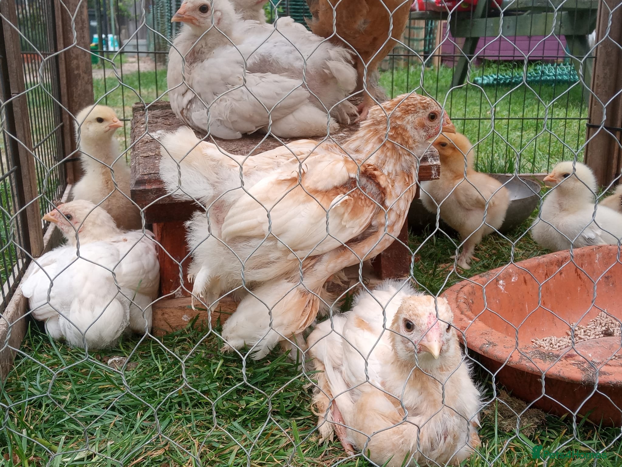 Chickens poultry Week old Brahma chicks, + month old chicks - Advert 2