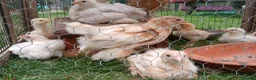 Chickens poultry for sale: 4 weeks old Brahma chicks,  7 weeks old chicks - Advert 1