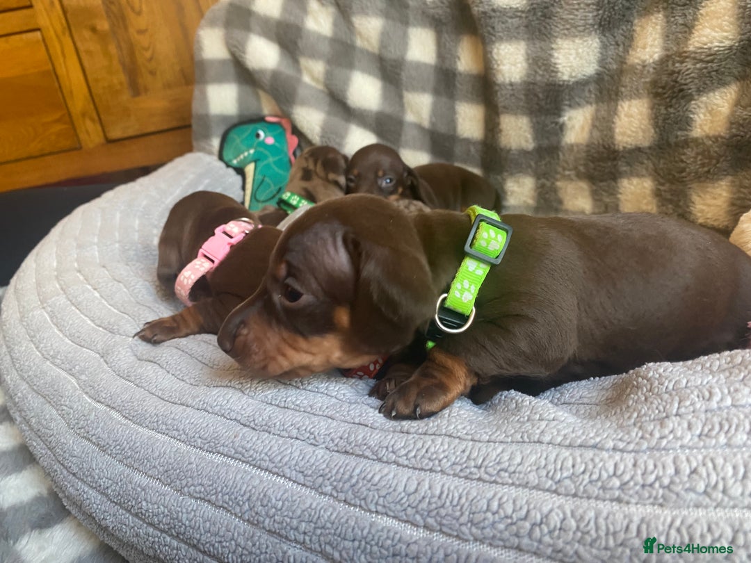 Miniature Dachshund dogs for sale: True Miniature Dachshunds KC Reg - Advert 6