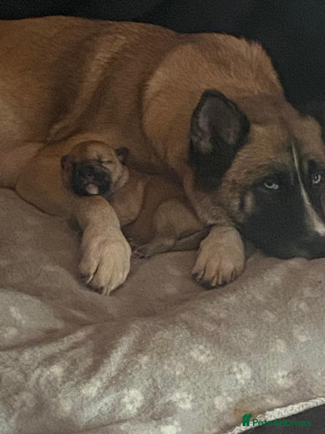 Mixed Breed dogs for sale: 7 puppies for sale - Advert 16