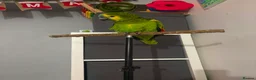 Parrots birds for sale: Stunning blue fronted Amazon  - Advert 2