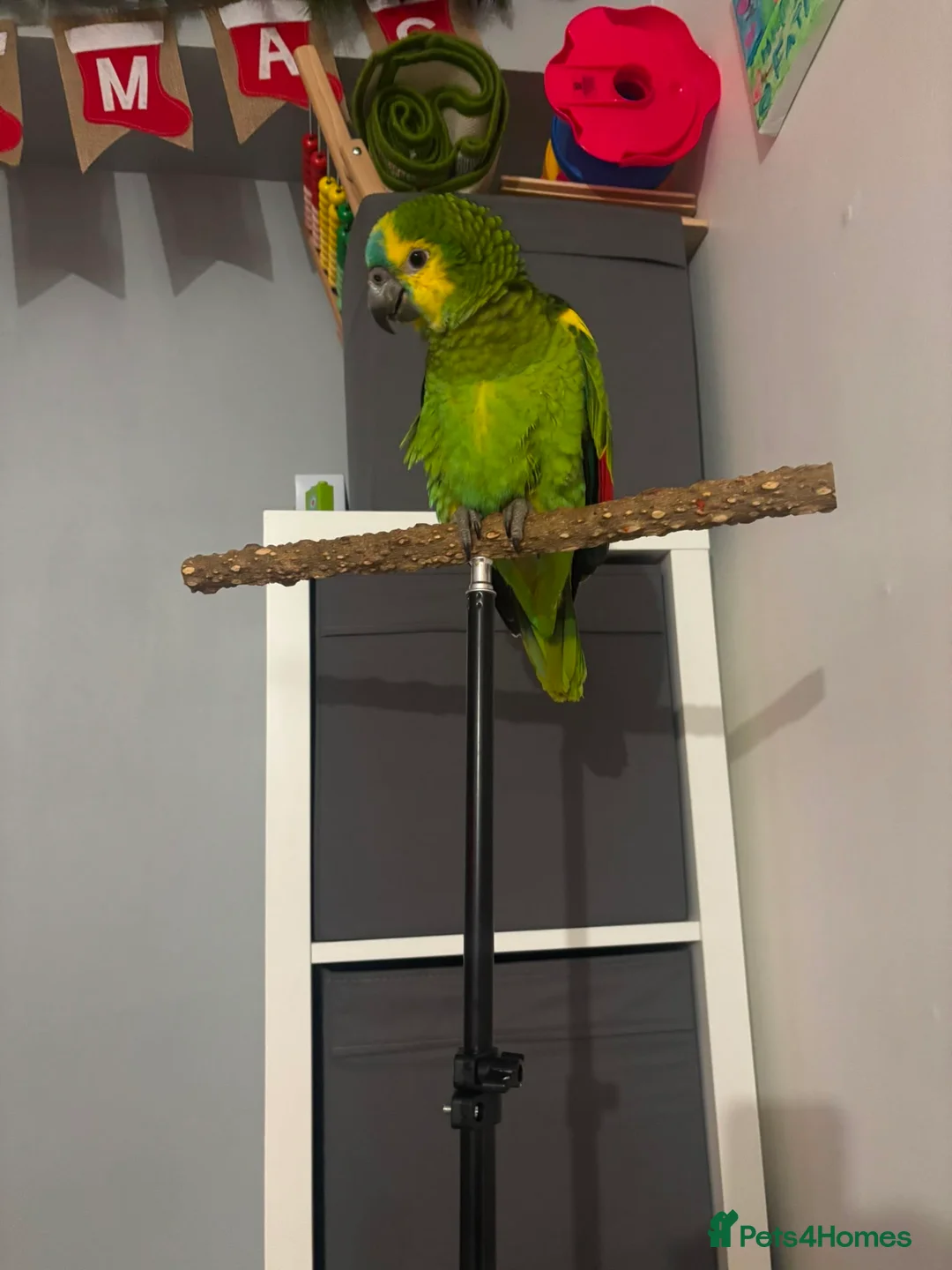 Parrots birds for sale: Stunning blue fronted Amazon  - Advert 2