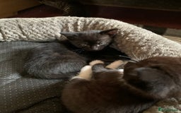 Domestic Shorthair cats for sale: Tabby kittens for sale - Image 23