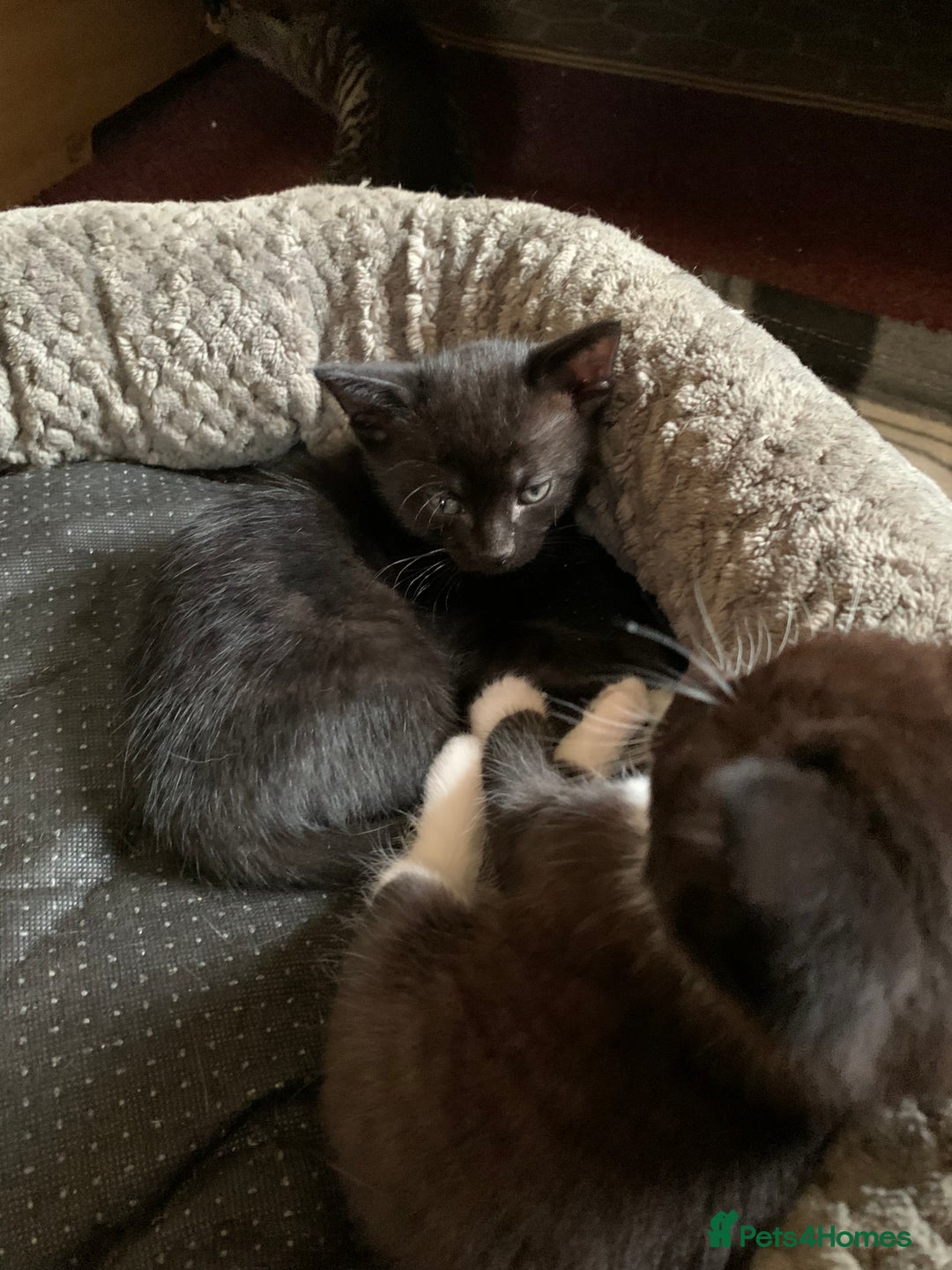 Domestic Shorthair cats for sale: Tabby kittens for sale - Image 23