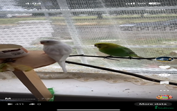 Budgerigars birds for sale: Budgies for sale  - Image 10