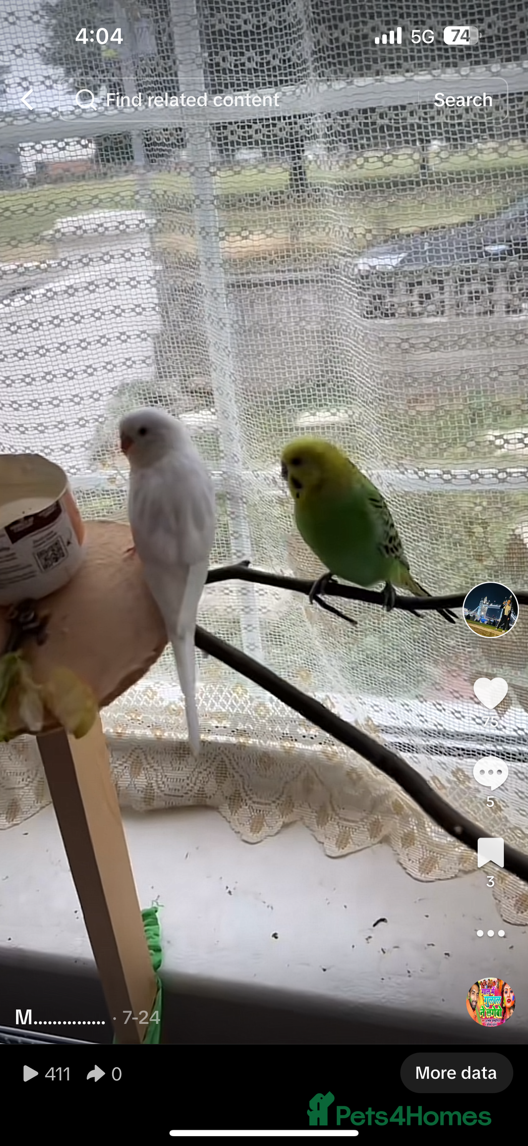 Budgerigars birds for sale: Budgies for sale  - Image 10