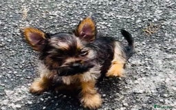 Chorkie dogs for sale: 9 weeks old puppies Yorkshire terrier chihuahuas - Image 4
