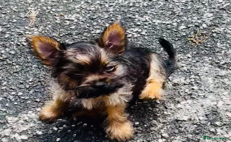 Chorkie dogs - Advert 1