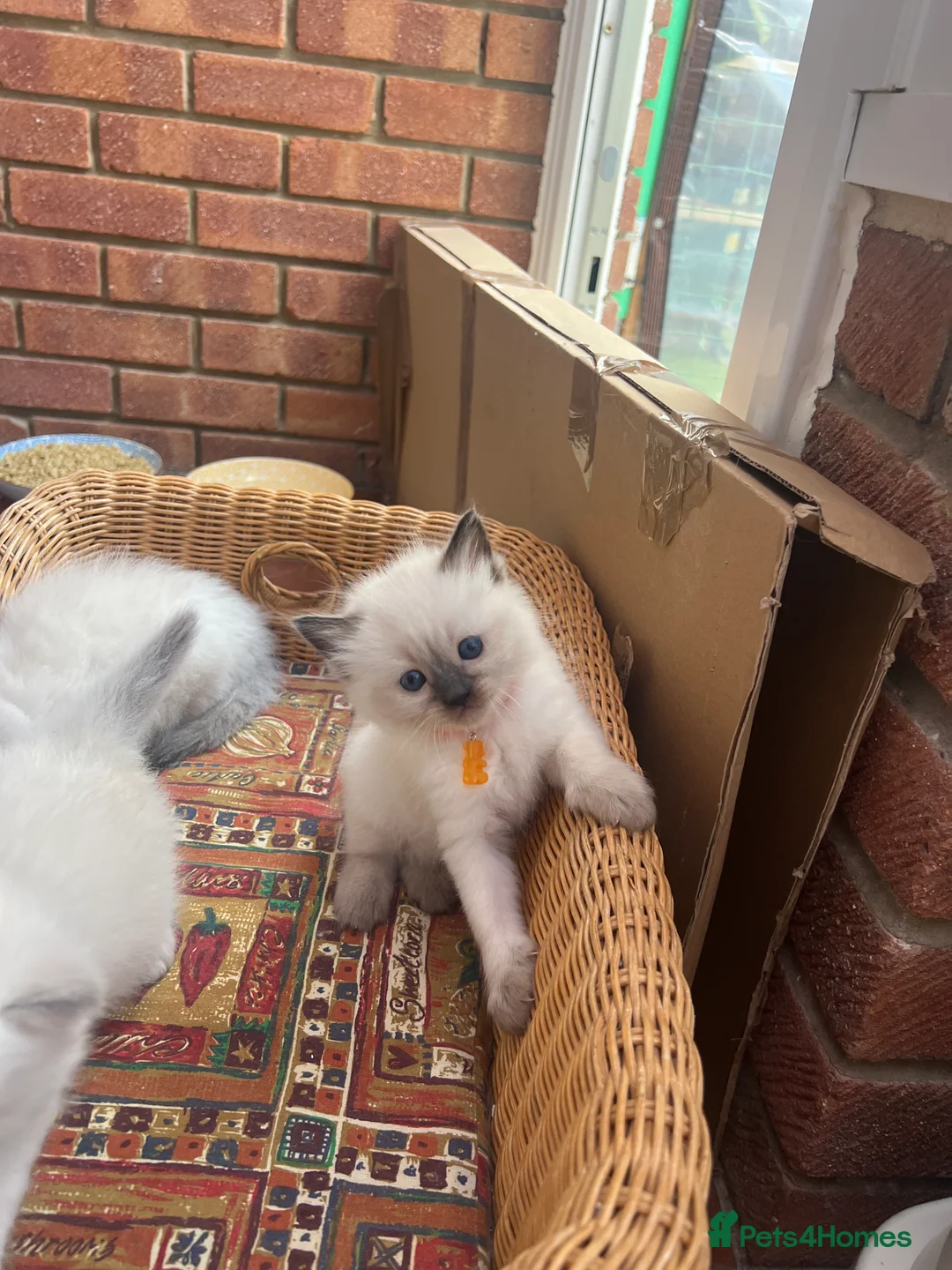 Ragdoll cats for sale: Pure ragdoll kittens - Advert 2