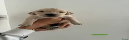Golden Retriever dogs for sale: 🐾 Gorgeous pedigree Golden Retriever Puppies - Advert 13