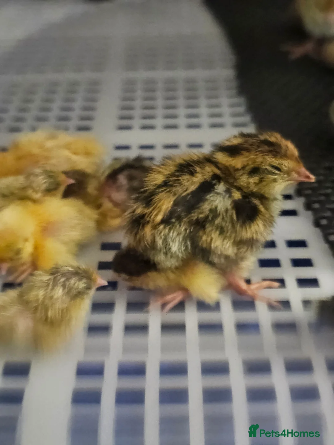 Quail poultry for sale: Coturnix (Japanese) Quail  - Advert 2